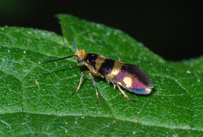 Micropterigidae - M. tuscaniensis
